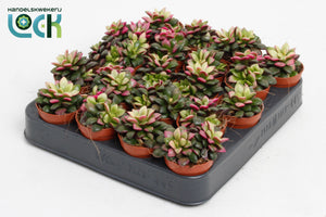 Tricolour Annecampseros Succulent – 5.5cm Pot