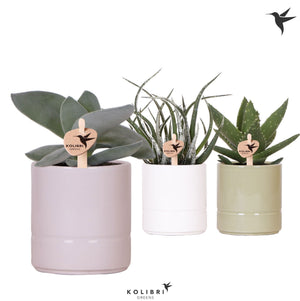 Mixed Succulent Collection – 9cm Ceramic Pot