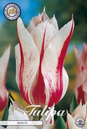 Tulip Lily-Flowering ‘Marilyn’ Bulbs – Size 12/+