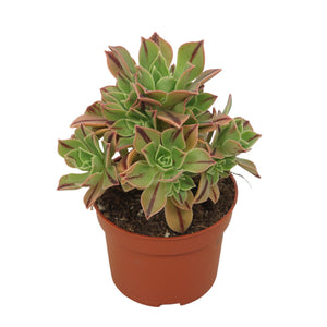 Aeonium 'Red Stripe' – 10.5cm Pot