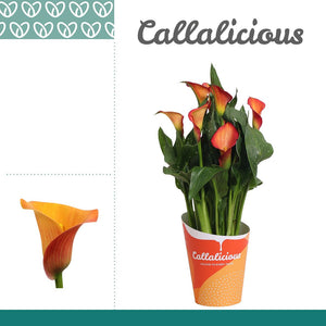 Orange Zantedeschia ‘Morning Sun’ – 12cm Pot