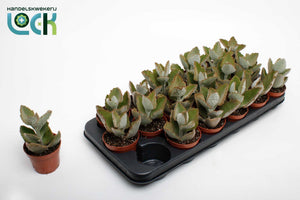Kalanchoe beharensis ‘Dark’ – 8.5cm Pot