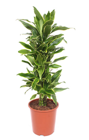 Branched Dragon Tree (Dracaena fragrans) – 27cm Pot