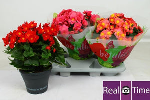 Cerise Elatior Begonia (Begonia) – 19cm Pot