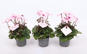 Pink Cyclamen persicum ‘Illusia Light with Eye’ – 9cm Pot