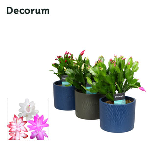 Mixed Schlumbergera Christmas Cactus – 13cm Pot