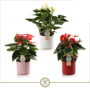 Mixed Anthurium Houseplant – 12cm Ceramic Pot