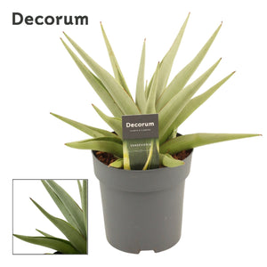 Sansevieria ‘Crown’ – 14cm Pot, 30cm Tall