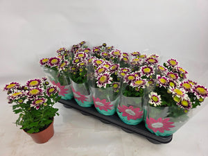 Chrysanthemum ‘Splash Rocker’ – 12cm Pot