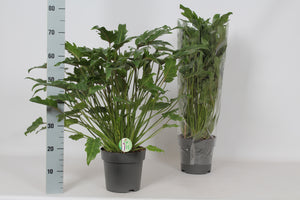 Philodendron Xanadu – 21cm Pot, Approx. 70cm High