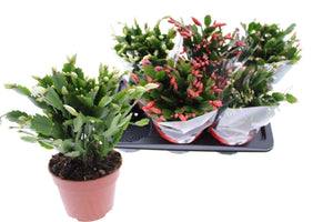 Mixed Schlumbergera Christmas Cactus – 17cm Pot