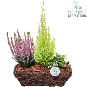 Salim Basket Plant Arrangement – 26cm Pot