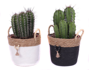 Mixed Cactus Collection – 20cm Pot