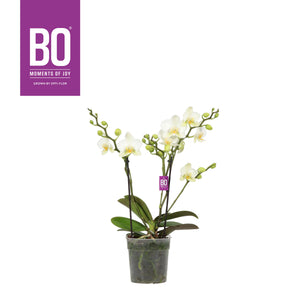 White Phalaenopsis Orchid – 3-Stem, 12cm Pot