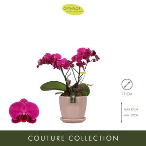 Purple Rain Phalaenopsis Orchid – 2 Stem, 17cm Ceramic Pot