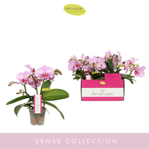 Pink Mini Phalaenopsis Orchid (3 Stem) – 7cm Pot