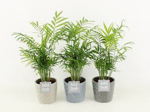 Parlour Palm (Chamaedorea elegans) – 13cm Pot