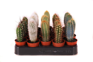Mixed Cactus Collection – 5.5cm Pot