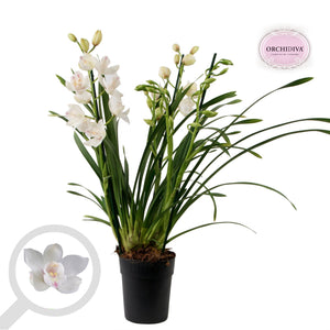 White Cymbidium Orchid – 14cm Pot, 75cm High