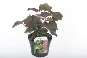 Heuchera 'Palace Purple' – 13cm Pot