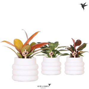 Philodendron Green Houseplant – 9cm Pot, 20cm High