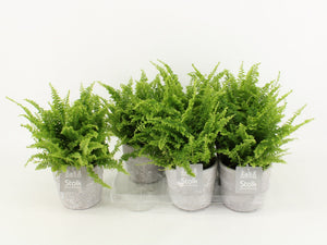 Boston Fern (Nephrolepis exaltata) – 13cm Stone-Effect Pot