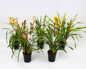 Mixed Cymbidium Orchid – 14cm Pot, 60cm Tall