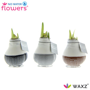 Waxed Hippeastrum Amaryllis Bulb – 2 Stems