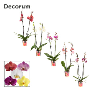 Mixed Phalaenopsis Orchid – 12cm Pot, 65cm