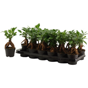 Ficus Ginseng Bonsai (Ficus microcarpa) – 9cm Pot