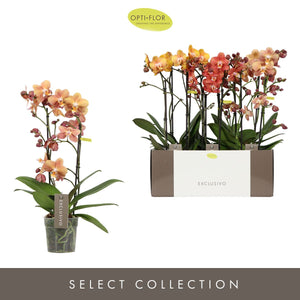 Orange Phalaenopsis Orchid ‘Las Vegas Gold’ – 12cm Pot