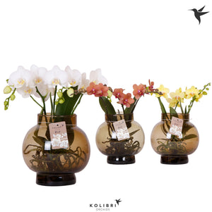 Mixed Phalaenopsis Orchid – 16cm Glass Bowl, 50cm