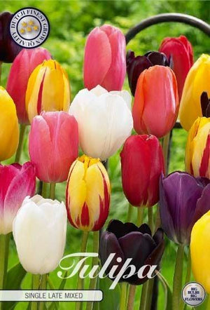 Mixed Single Late Tulip Bulbs – Size 12/+