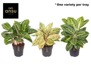 Aglaonema ‘Green Surprise’ – 19cm Pot, 55cm High