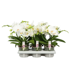 White Phalaenopsis Orchid – 12cm Pot, 40cm Tall
