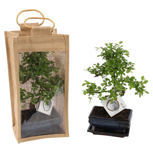 Indoor Bonsai Tree in Ceramic Pot with Jute Gift Bag – 15cm