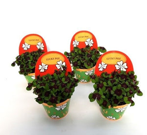 Lucky Clover (Oxalis deppei) – 9cm Pot