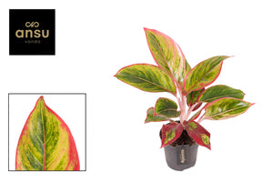 Aglaonema ‘Jamaica Red’ – 12cm Pot