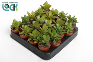 Variegated Money Plant (Crassula) – 5.5cm Pot