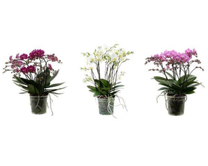 Mixed Phalaenopsis Orchid – 15cm Pot, 50cm Tall