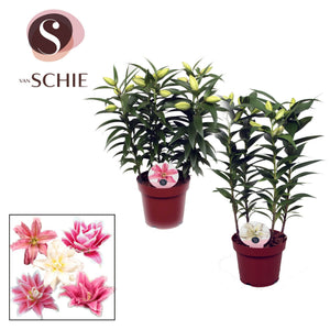 Mixed Oriental Lily Collection – 19cm Pot, 68cm Tall