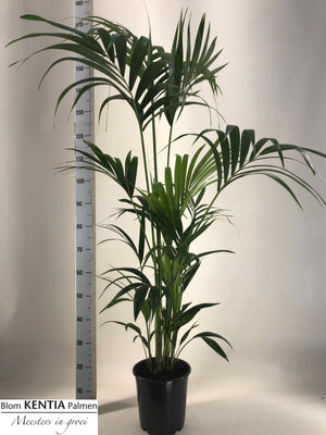 Kentia Palm (Howea forsteriana) – 24cm Pot, 170cm High