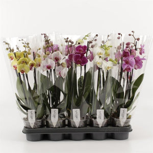 Mixed Phalaenopsis Orchid – 3 Stem, 12cm Pot