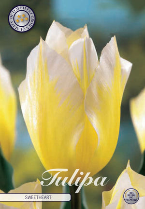 Tulipa Fosteriana ‘Sweetheart’ Tulip Bulbs – 12cm+