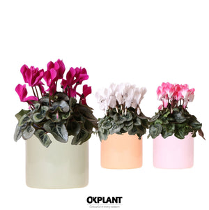 Mixed Cyclamen persicum – 12cm Ceramic Pot