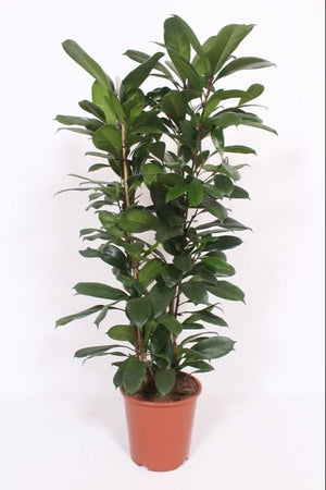 Ficus Cyathistipula – 27cm Pot, Approx. 110cm