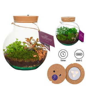 Venus Flytrap Terrarium with LED Showbox – 20cm