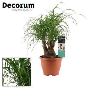 Ponytail Palm (Beaucarnea recurvata) – 20cm Pot