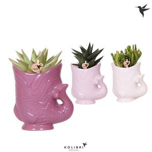 Mixed Succulent Fish Arrangement – 6cm Ceramic Pot