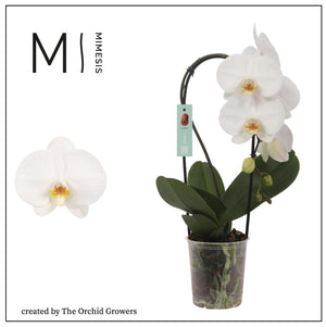 White Phalaenopsis Orchid – 12cm Pot, 45cm High